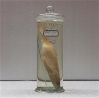 藏品(虱目魚)的圖片